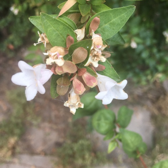 Meet your Posher, Elizabeth - Picture 8 of 15